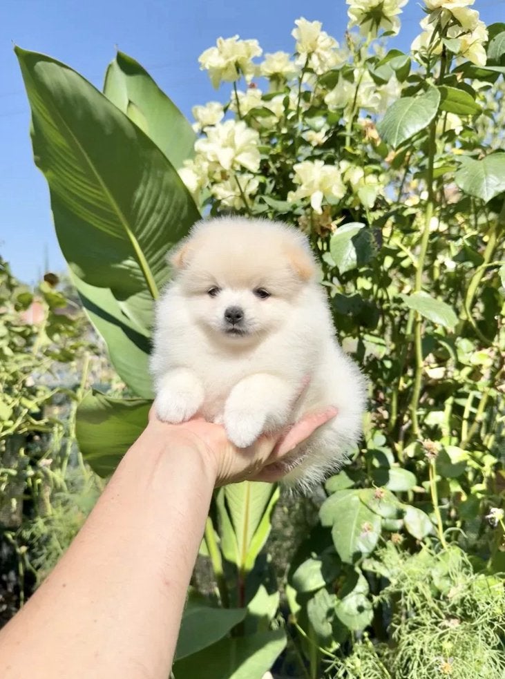 Mini Pomeranian Teefje – Geënt & Gechipt, Teef, Poolhond, Eén hond, Nederland