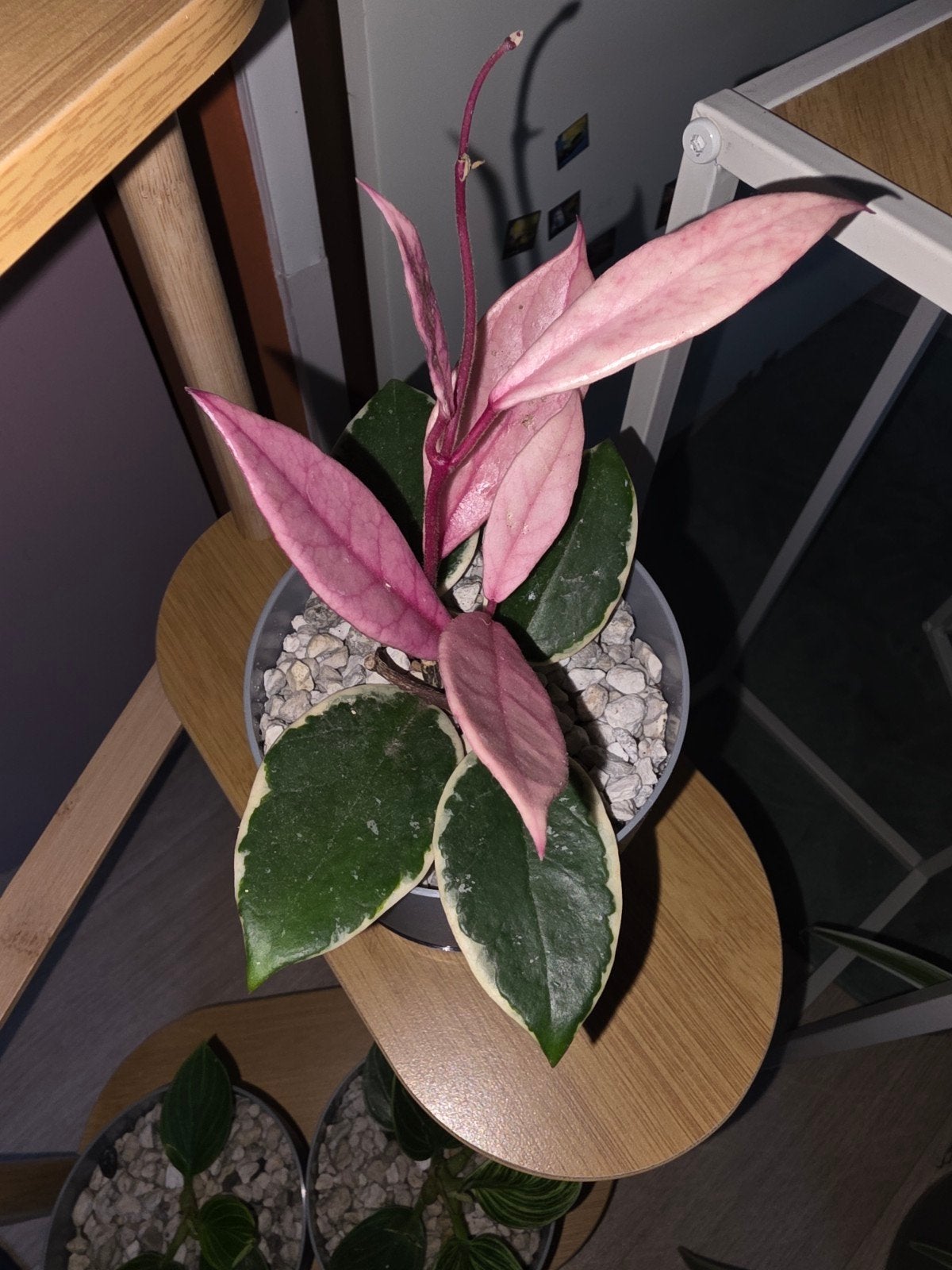 Leuke planten set, Ophalen, Halfschaduw, Minder dan 100 cm
