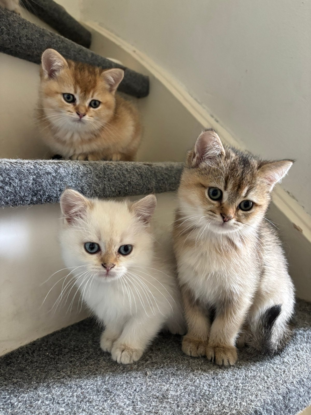 Britse Korthaar kittens Blue Golden Point&Black Golden Tabby, Dieren en Toebehoren, Meerdere dieren, Ontwormd, 0 tot 2 jaar