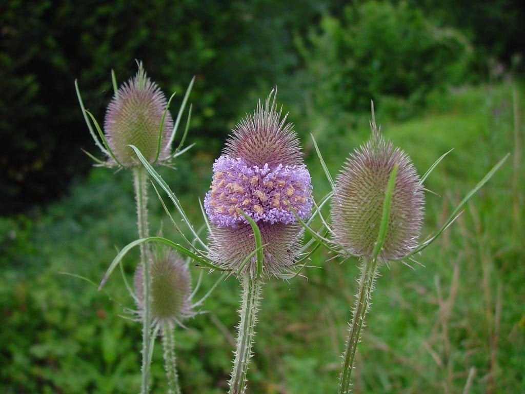 Kaardebol (Dipsacus fullonum), Tuin en Terras, Volle zon, Tweejarig, Zomer, Ophalen