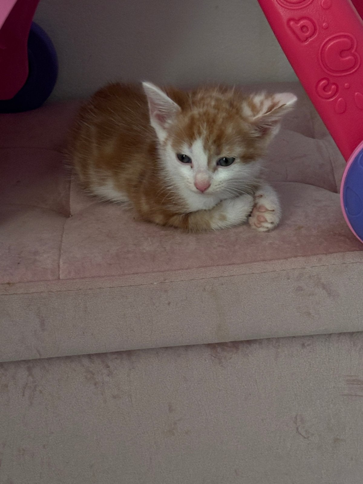Nog 3 kittens te koop 2 vrouwtjes en 1 katertje, Meerdere dieren, Ontwormd