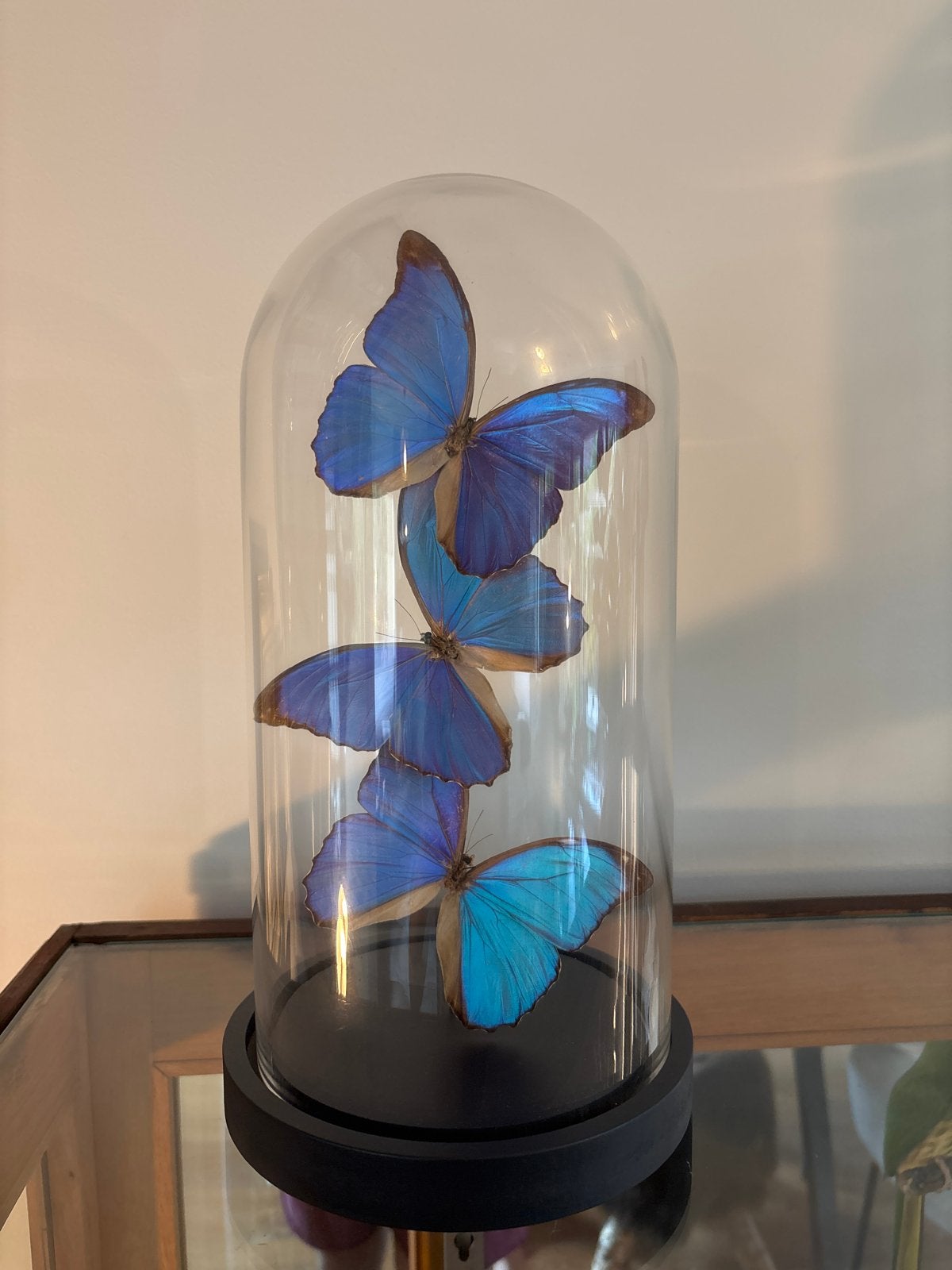 Prachtige vlinders in stolp - Morpho Didius, Verzamelen, Dierenverzamelingen, Ophalen, Zo goed als nieuw, Insect, Opgezet dier