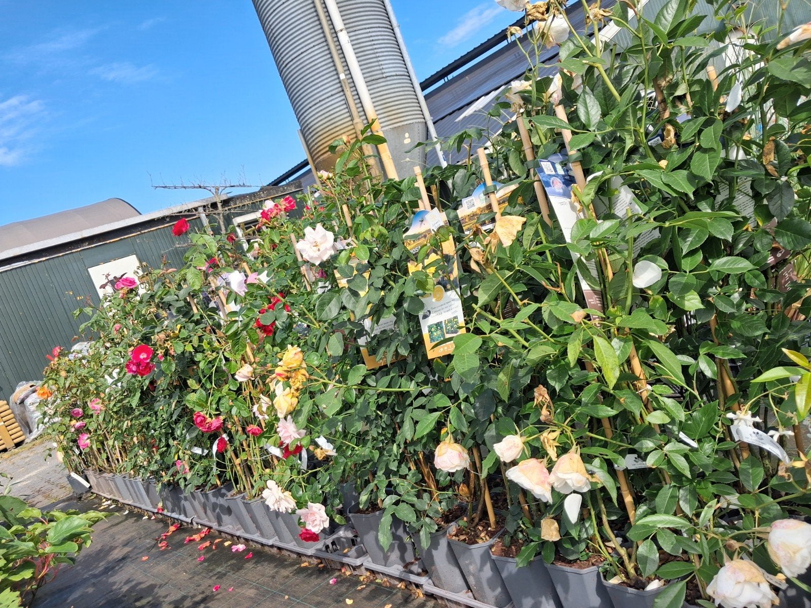 Groot assortiment klimrozen in vele kleuren!, Tuin en Terras, Vaste plant, Ophalen of Verzenden, Halfschaduw, Klimplanten