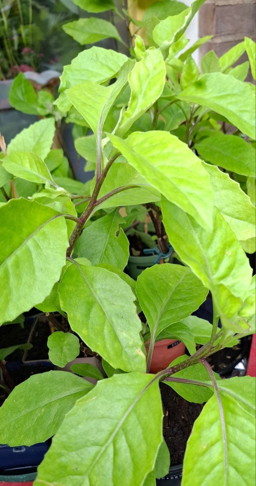 Gynura Procumbens – 'Plant van God' / Cholesterol Spinazie, Tuin en Terras, Ophalen, Halfschaduw