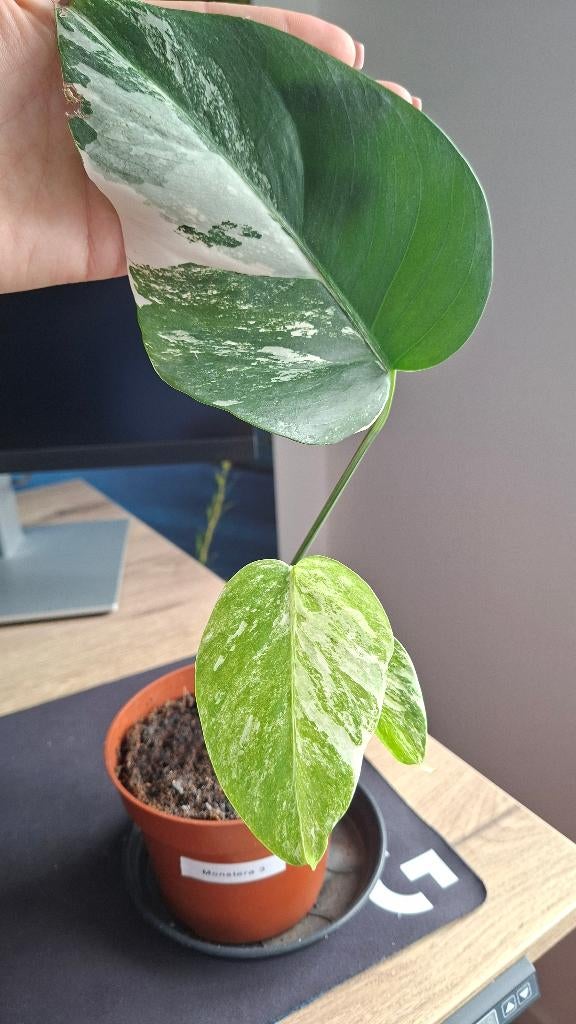 Monstera Variegata - stek 3, Ophalen, Overige soorten, Halfschaduw, Minder dan 100 cm
