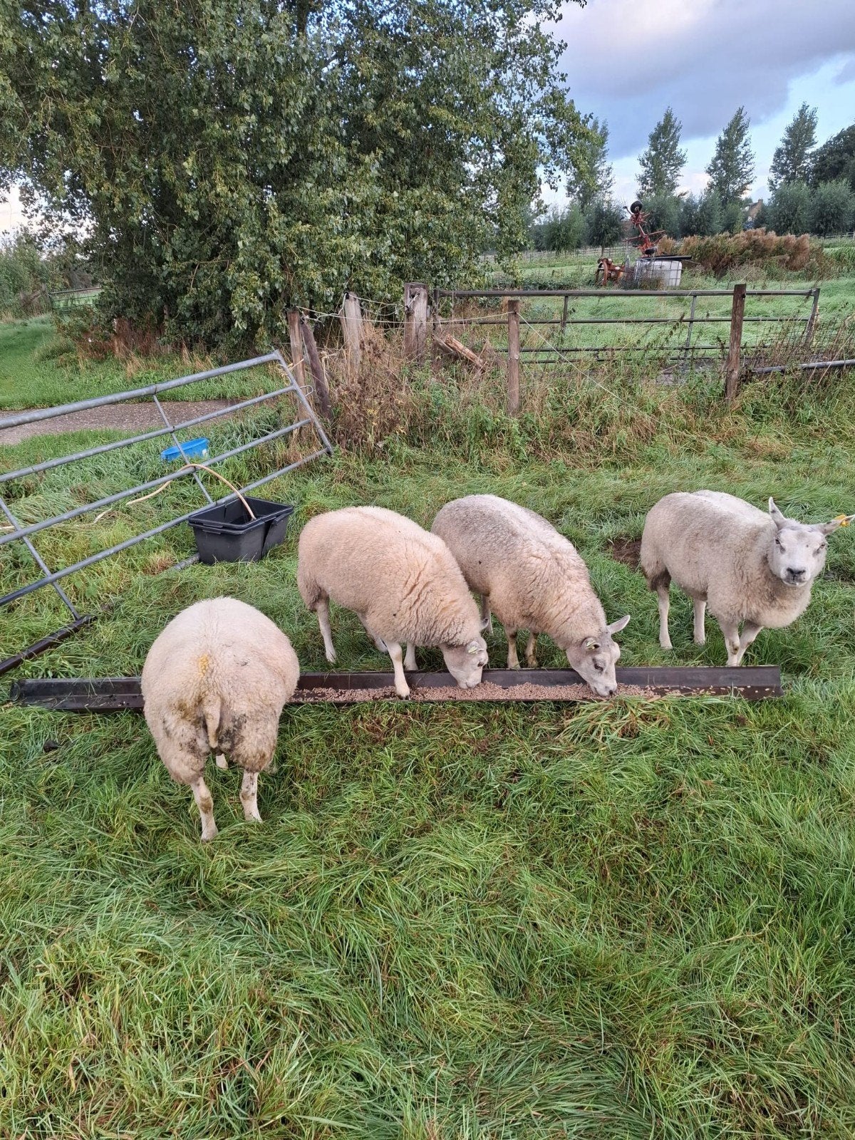 4 mooie stamboek Texelaar fokschapen, Vrouwelijk, Schaap