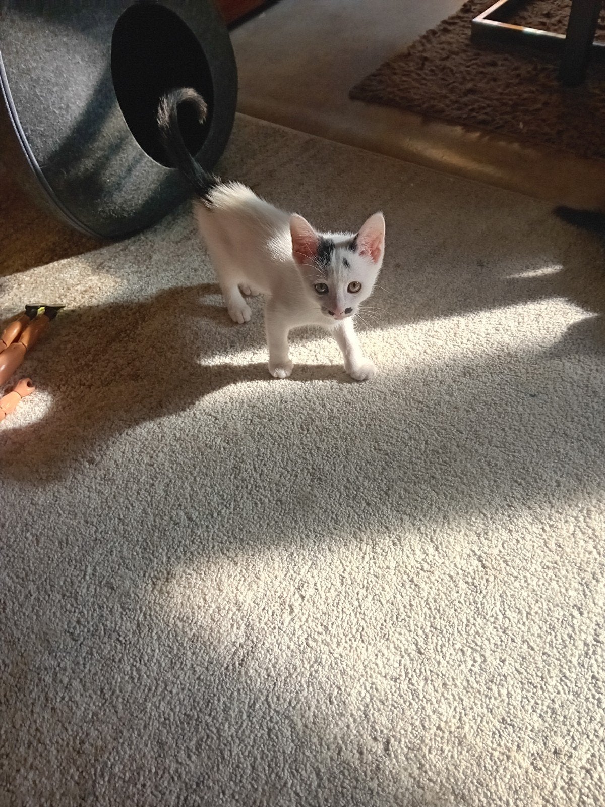 Kittens 10 weken ontwormd en kattenbak zindelijk, Dieren en Toebehoren
