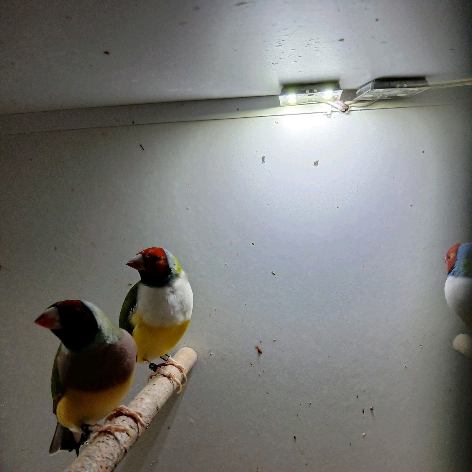 3 koppel goudamadines, Dieren en Toebehoren, Vogels | Overige Vogels, Meerdere dieren, Geringd