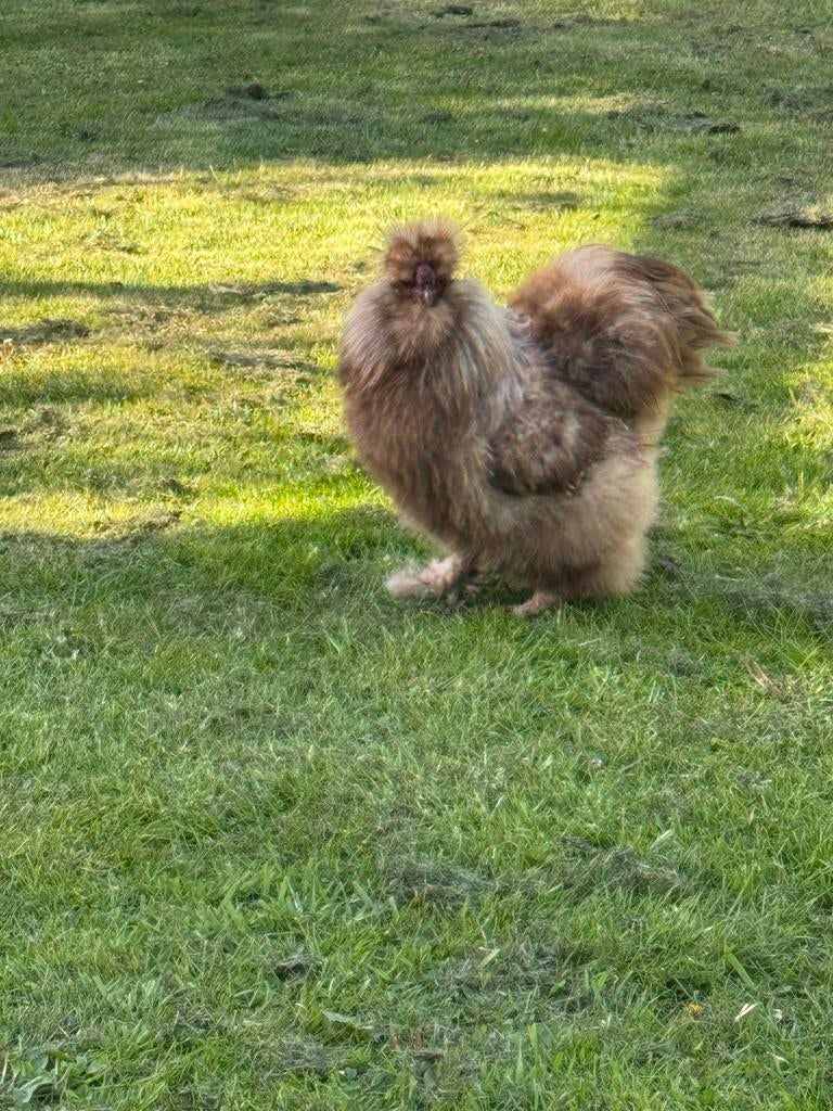 Haan USA Zijdehoen, Dieren en Toebehoren, Mannelijk, Kip