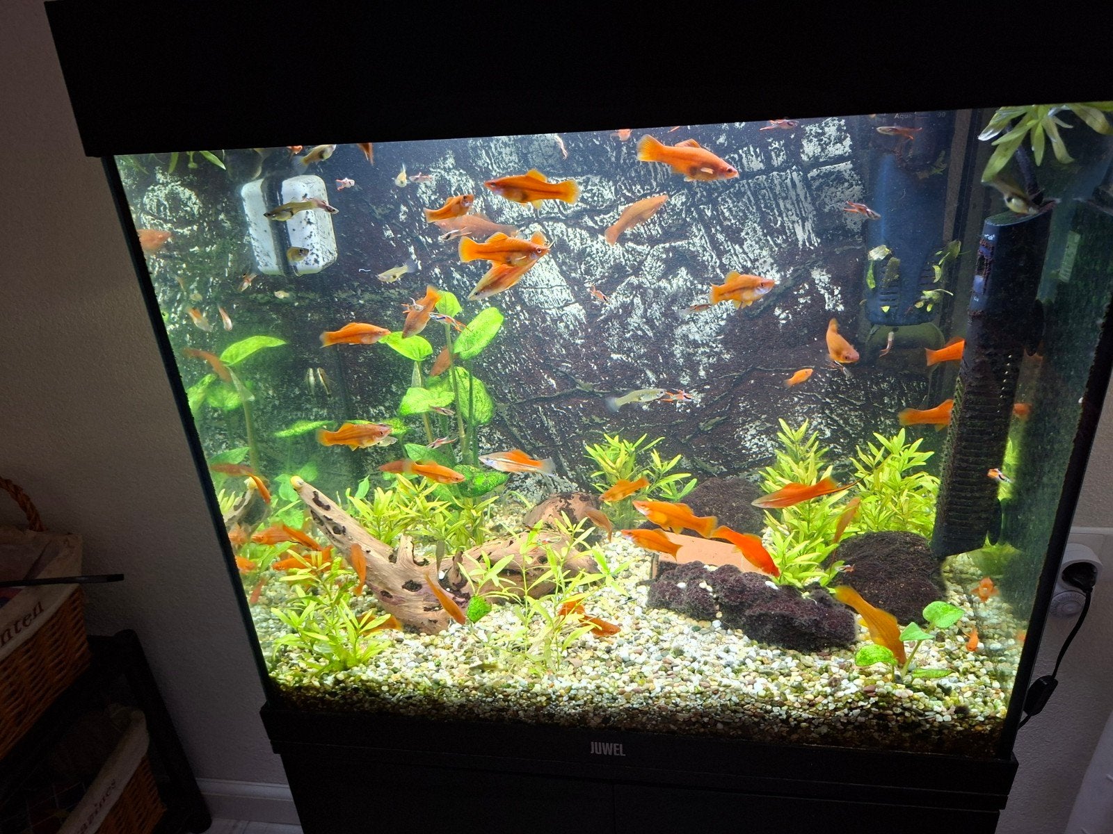 Aquarium compleet, Ophalen, Zo goed als nieuw, Gevuld zoetwateraquarium