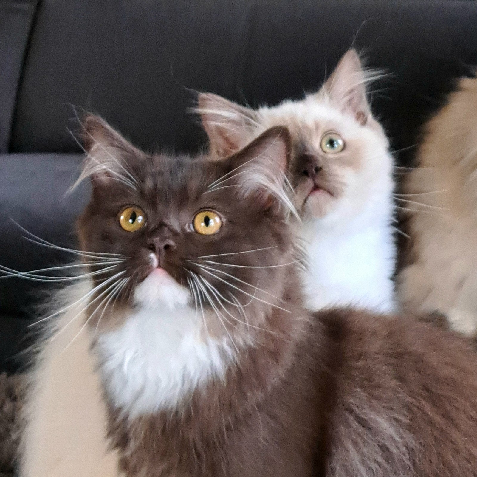 🤎🤎Chocolate Ragdoll kittens met stamboom/geteste ouders ⭐⭐, Meerdere dieren, Met stamboom, 0 tot 2 jaar