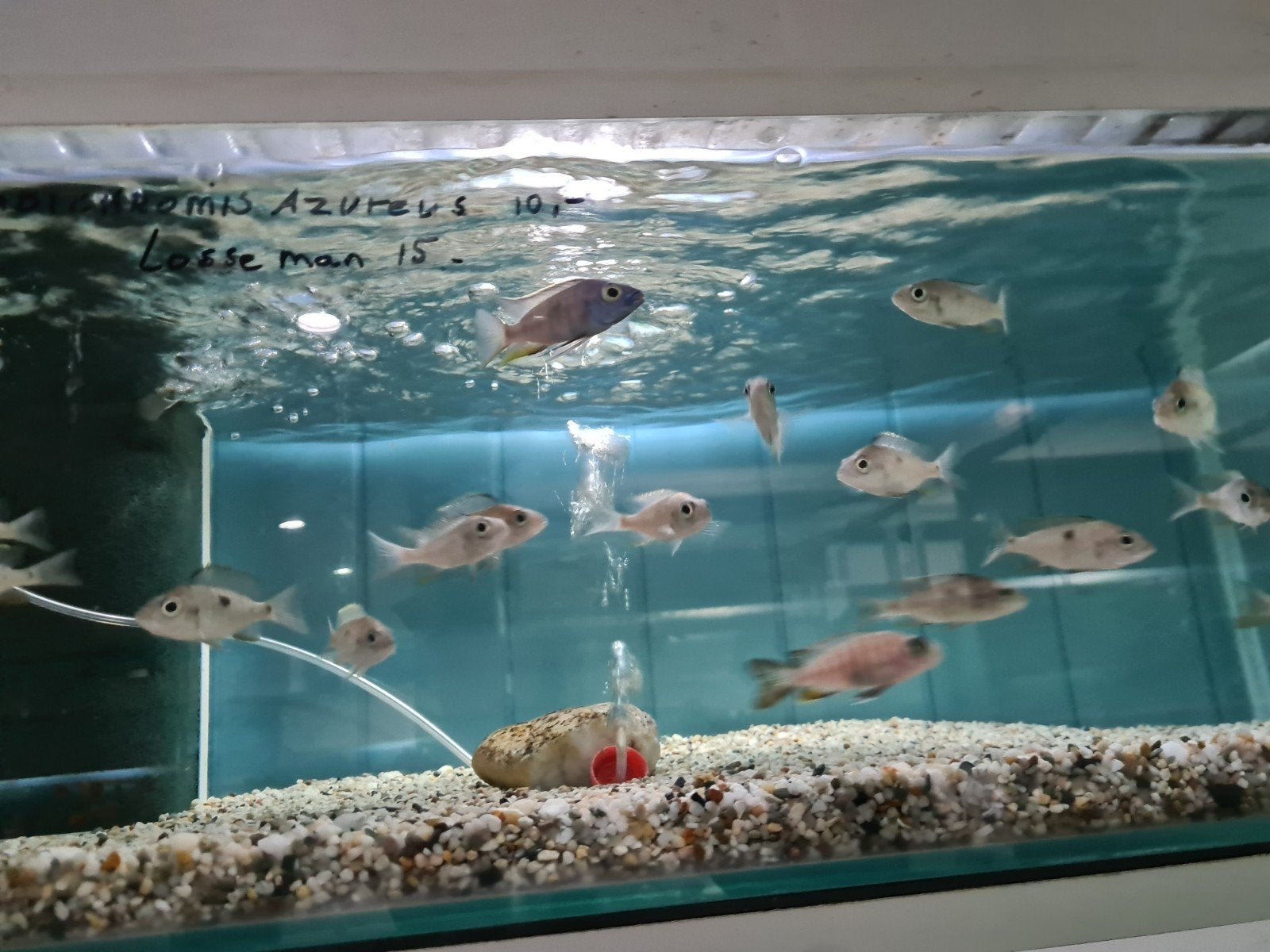 Copadichromis Azureus Malawi Cichliden, Dieren en Toebehoren, Vis, Zoetwatervis