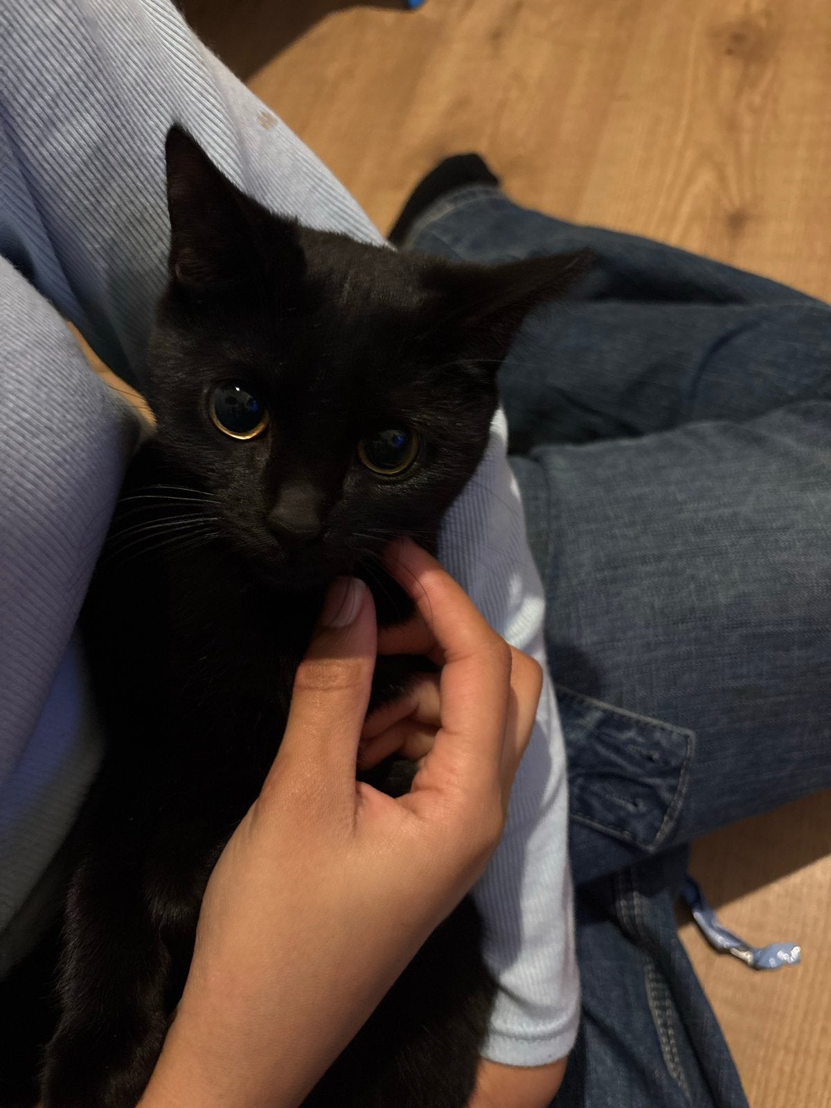Moeder poes en 2 kittens zoeken een nieuw thuis, Dieren en Toebehoren, Meerdere dieren