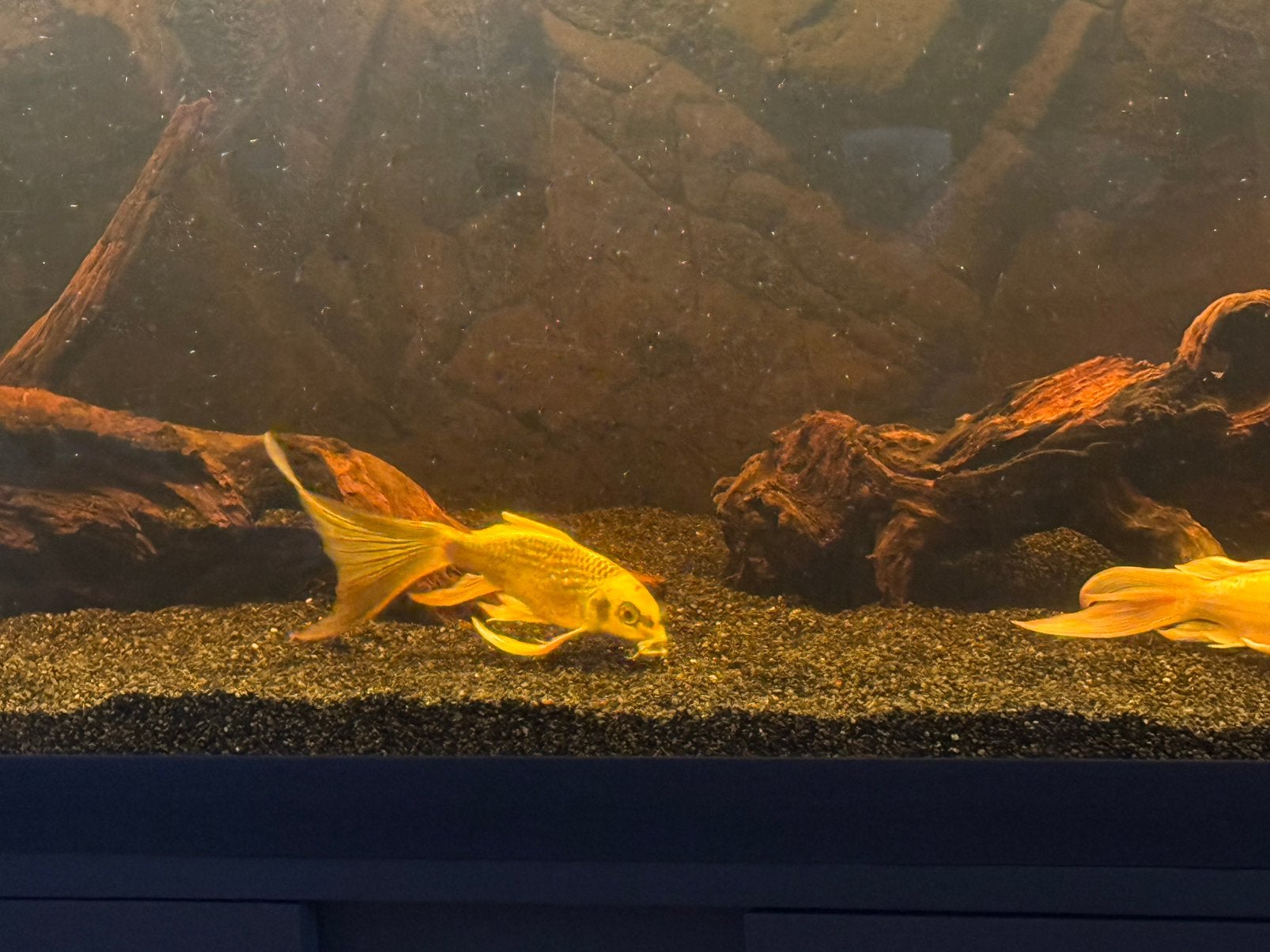 Kois te koop, Dieren en Toebehoren, Hagedis, 0 tot 2 jaar