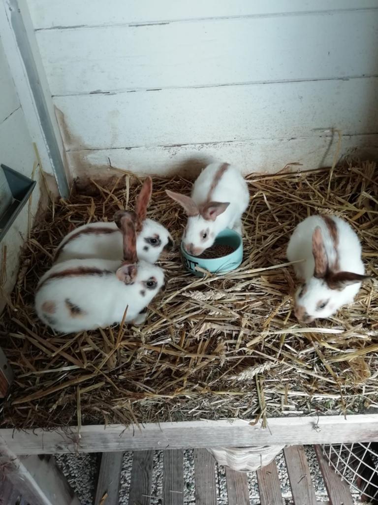 Rijlander middelgroot te koop, Dieren en Toebehoren, Konijnen, Mannelijk, Middelgroot, 0 tot 2 jaar