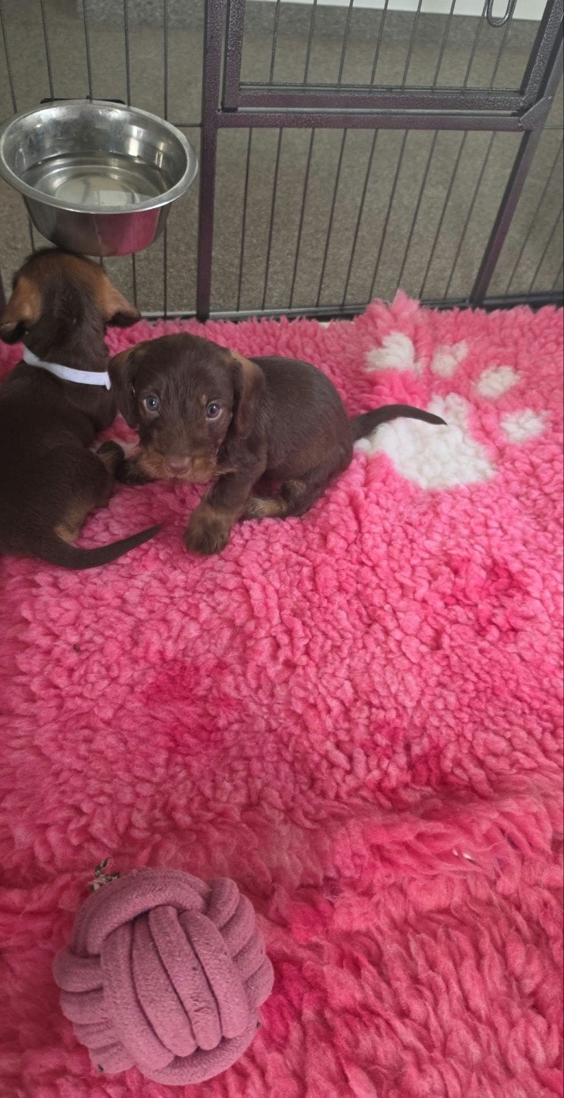 Prachtig Choco Tan ruwharig reutje beschikbaar, Dieren en Toebehoren, Standaard, Reu, CDV (hondenziekte), 8 tot 15 weken