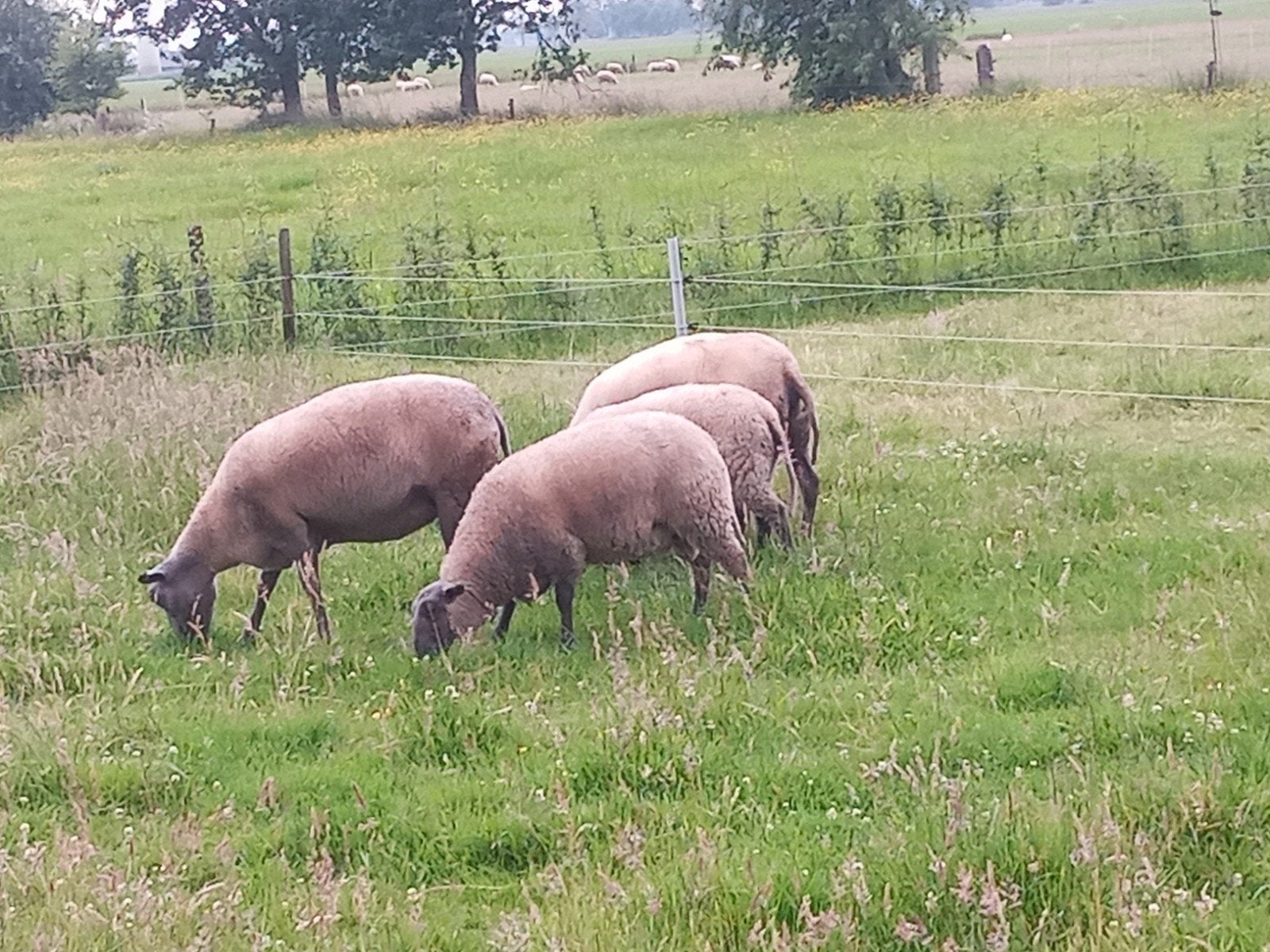 Schapen, rammen.bleu de Maine, Dieren en Toebehoren, Meerdere dieren, Schaap