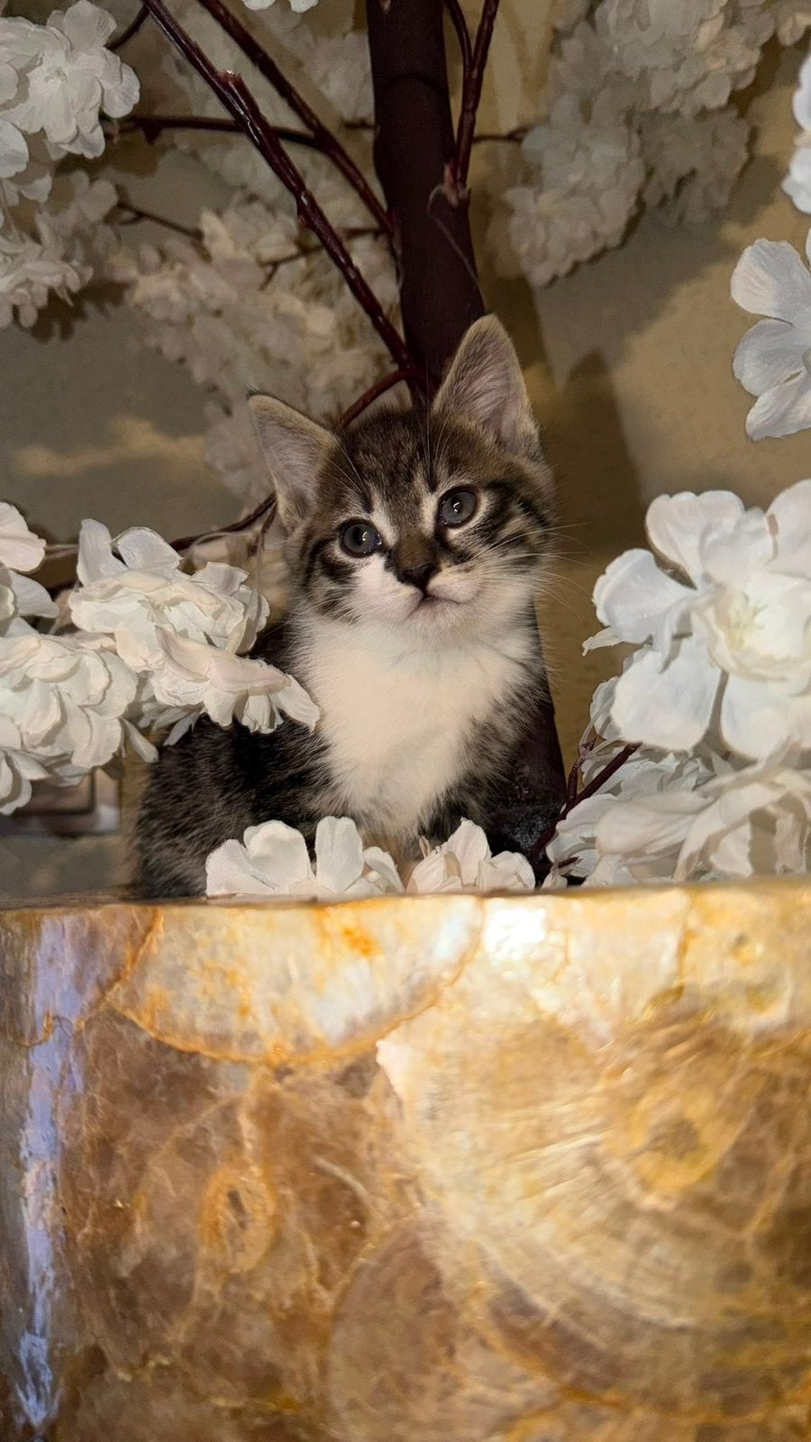 Kittens x britse korthaar 8 weken, Dieren en Toebehoren, Meerdere dieren, Ontwormd, 0 tot 2 jaar