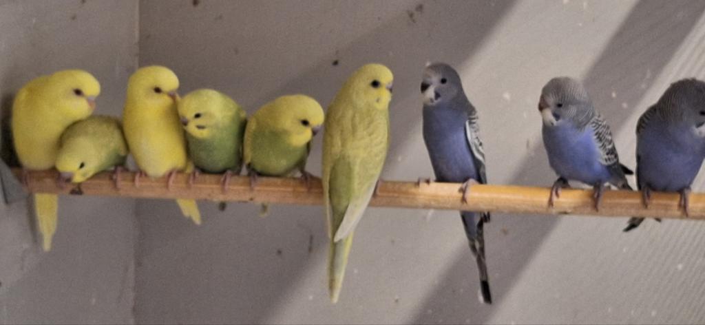 Jonge grasparkieten, Meerdere dieren, Parkiet