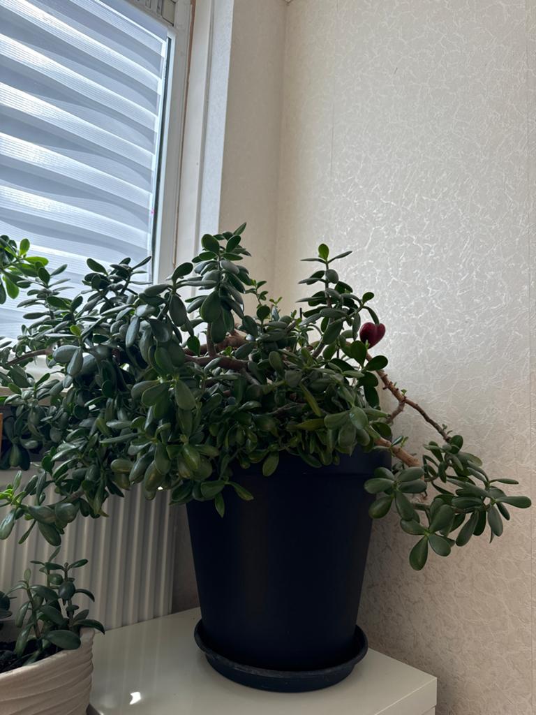 Grote, goed verzorgde Crassula Ovata (Jadeplant), Ophalen, Vetplant, In pot, Minder dan 100 cm