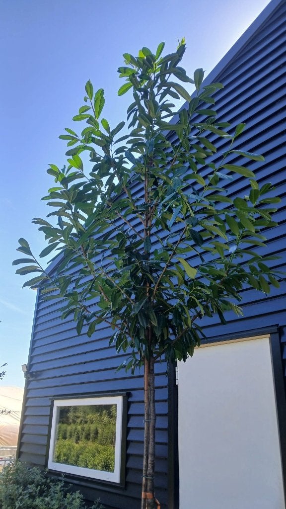 Laurierboom Prunus Novita (Groenblijvend!) €95,-, Tuin en Terras, Planten | Bomen, In pot, Halfschaduw, Lente, 250 tot 400 cm