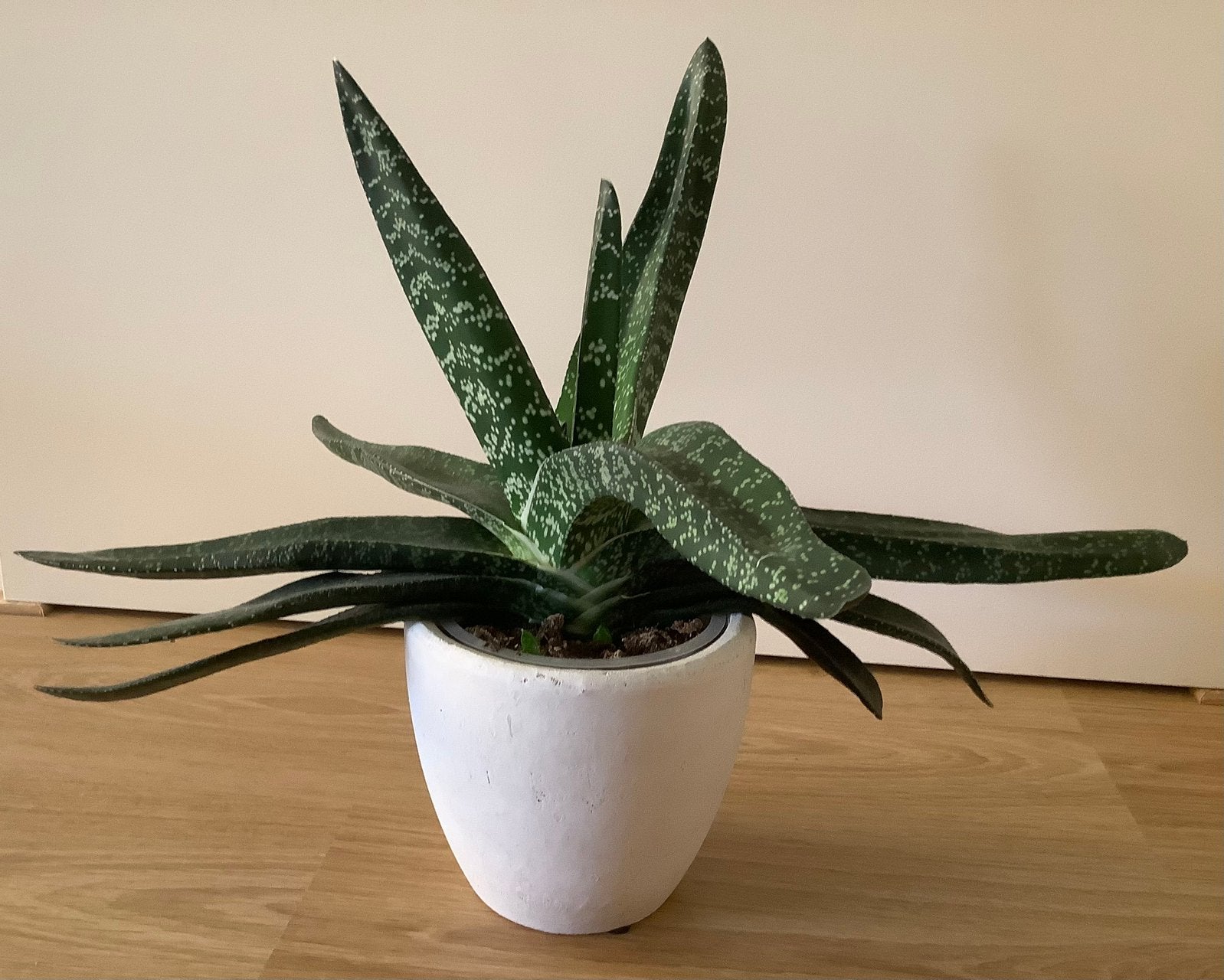Gasteria, Ophalen, In pot, Halfschaduw, Minder dan 100 cm