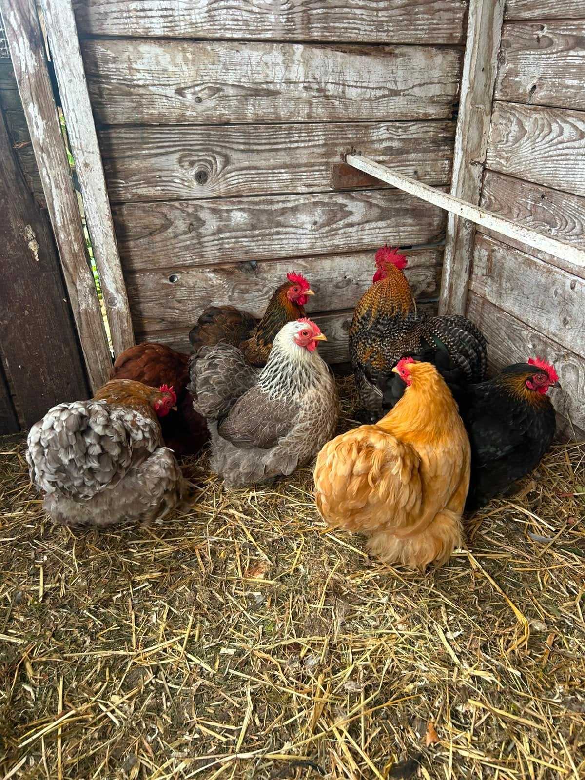 6 Cohin hennetjes + haantje, Dieren en Toebehoren, Vrouwelijk, Kip