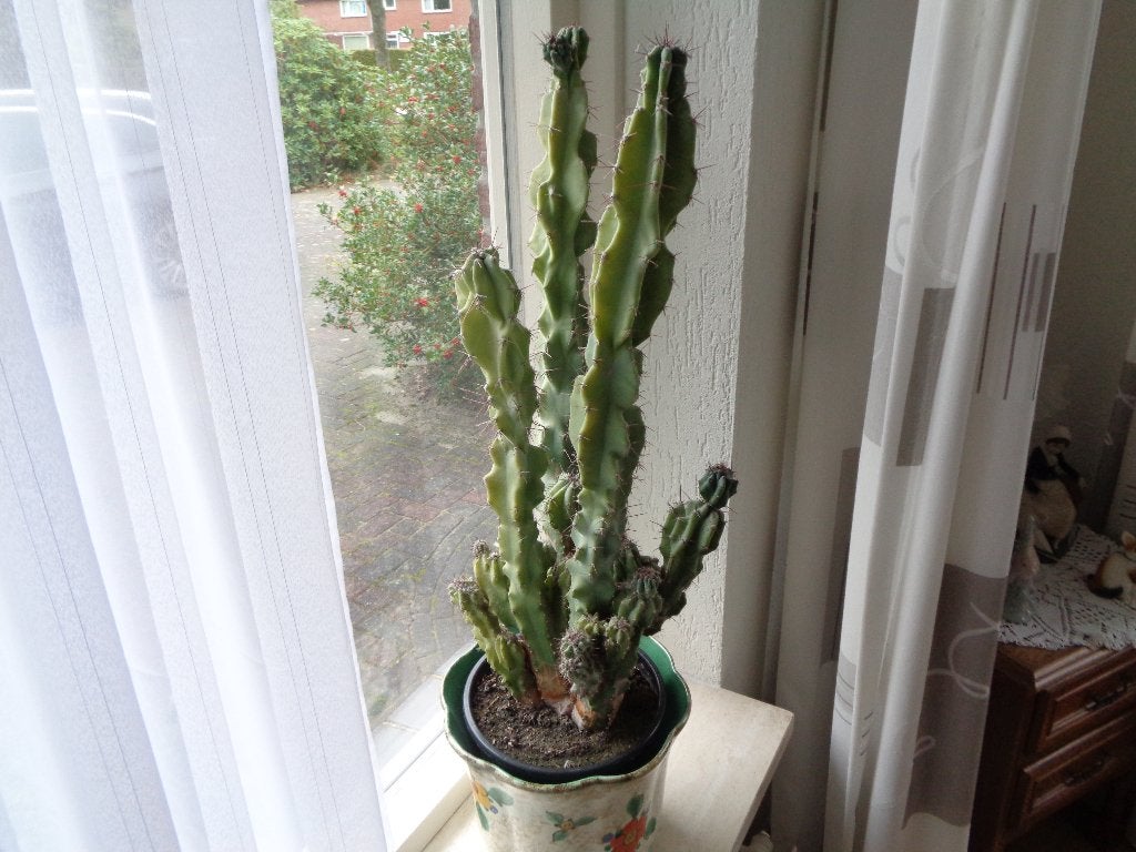 Grote Cactus., Ophalen of Verzenden, Cactus, Volle zon, Minder dan 100 cm