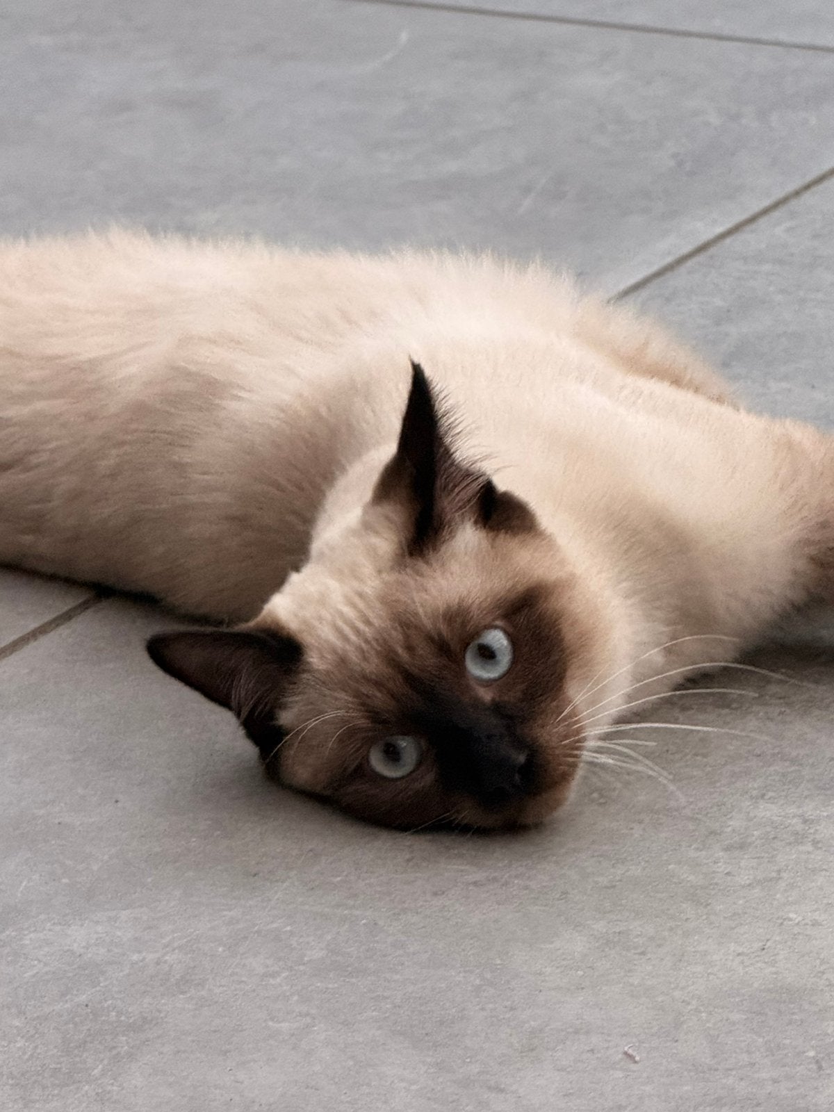 Ragdoll kitten 6 maanden, Dieren en Toebehoren, Meerdere dieren, 0 tot 2 jaar