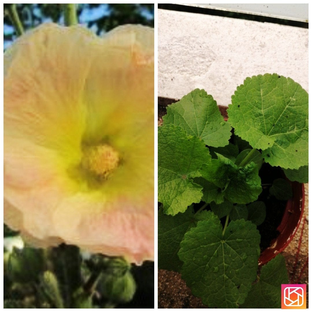 Alcea Rosea (Stokroos) - Gele bloem, Volle zon, Tweejarig, Zomer, Ophalen