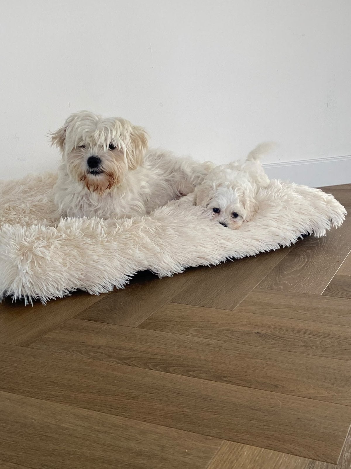 Lieve Boomer  Maltipoo pup reu zoekt een gouden mandje!, Dieren en Toebehoren, Maltezer, Reu, Eén hond, Nederland