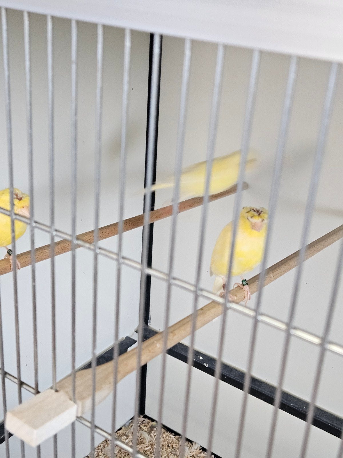 Rheinlander postuurkanaries, Dieren en Toebehoren, Vogels | Kanaries, Meerdere dieren, Postuurkanarie