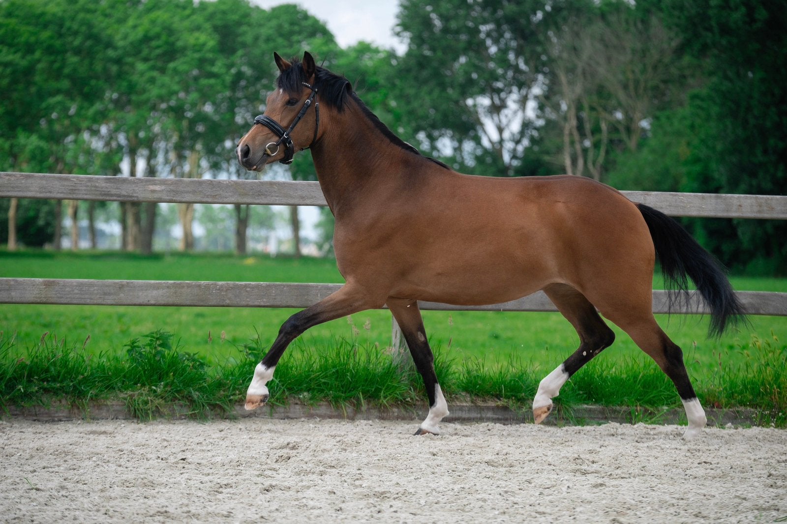 Prachtige 5 jarige New Forest Pony, Merrie, Dressuurpony, 3 tot 6 jaar