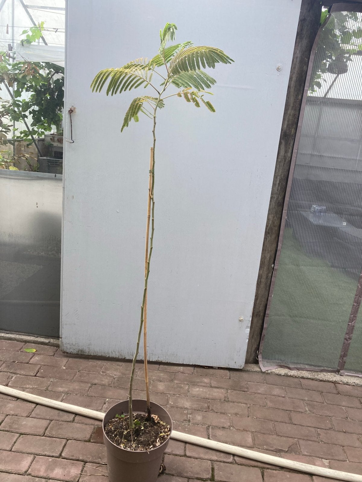 Slaapboom (Albizia julibrissin) - 160cm hoog, Tuin en Terras, Planten | Bomen, Overige soorten, 100 tot 250 cm, Zomer, Ophalen