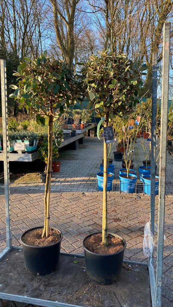 Elaeagnus ‘ebbingei’ op stam (groenblijvend), 100 tot 250 cm, Zomer, Palmboom, Ophalen
