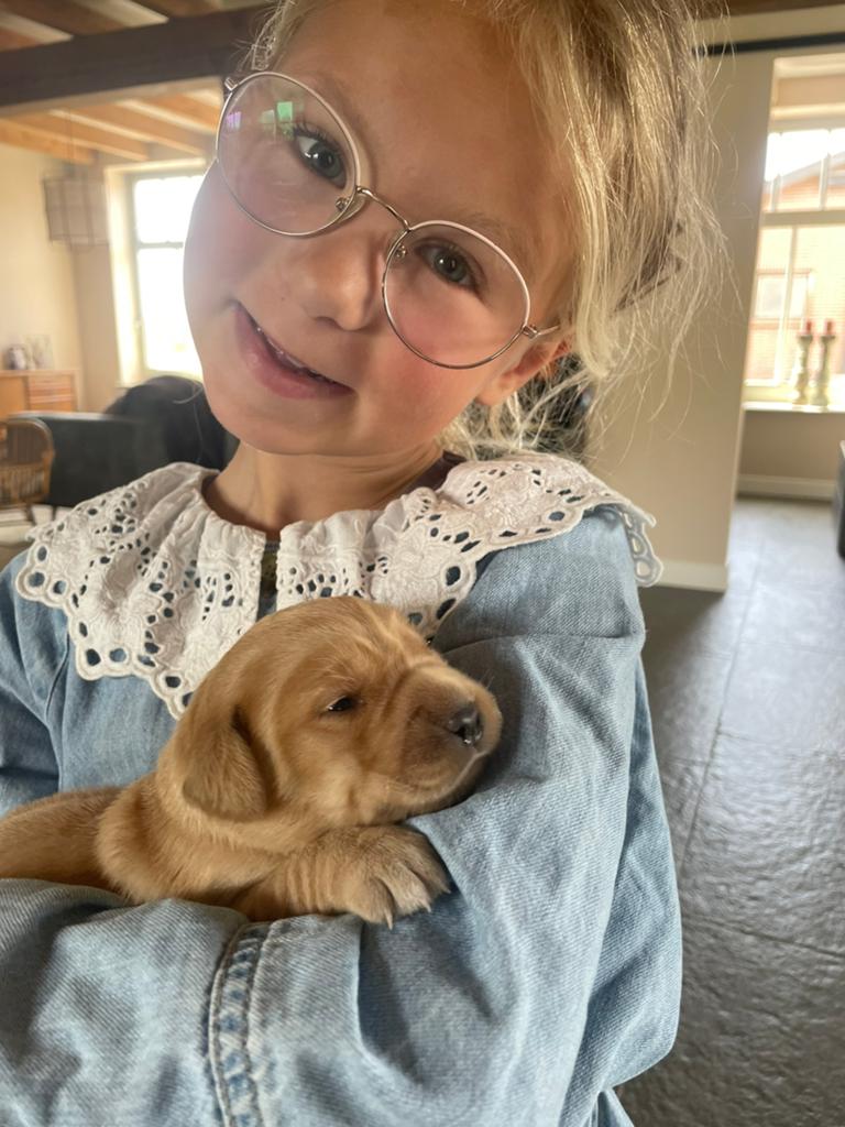 LIEVE Labrador  🤎 golden pups, Dieren en Toebehoren, Honden | Retrievers, Spaniëls en Waterhonden, 1 tot 2 jaar, Labrador retriever