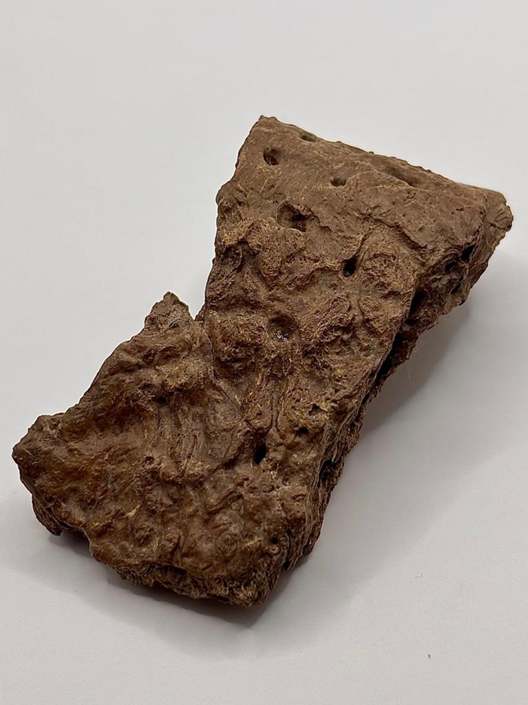 Alligator kaakdeel Florida, Verzamelen, Mineralen en Fossielen, Ophalen of Verzenden, Fossiel