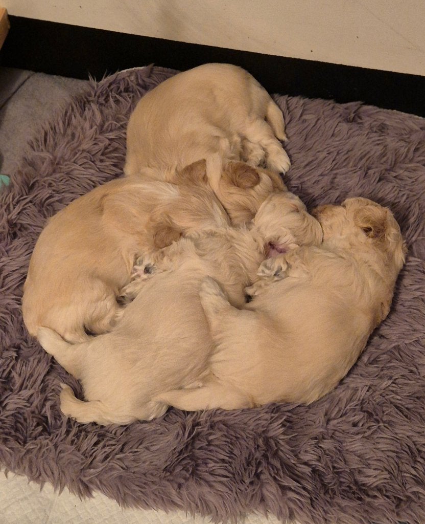 Pups, Dieren en Toebehoren, Overige rassen, 8 tot 15 weken, Meerdere, Meerdere dieren