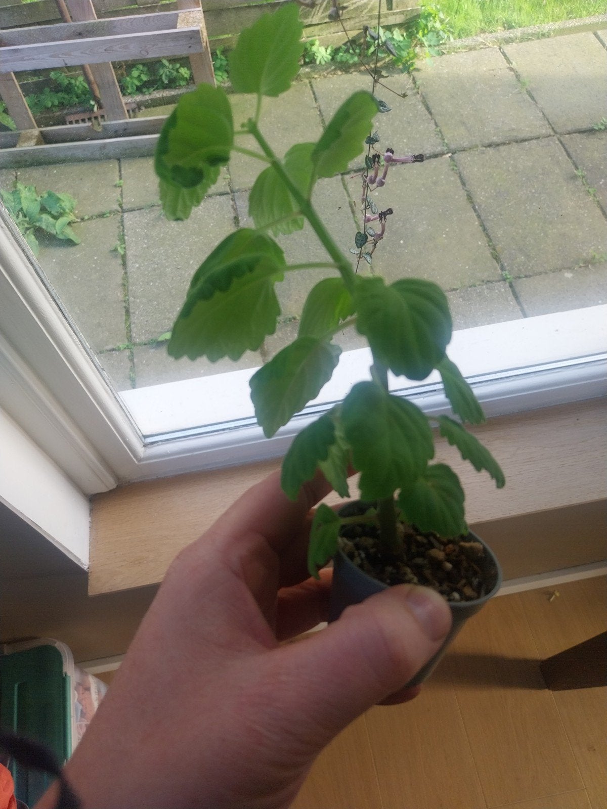 Verse Plectranthus Ernstii stekken, Bloeiende kamerplant, Ophalen of Verzenden, Volle zon, Minder dan 100 cm