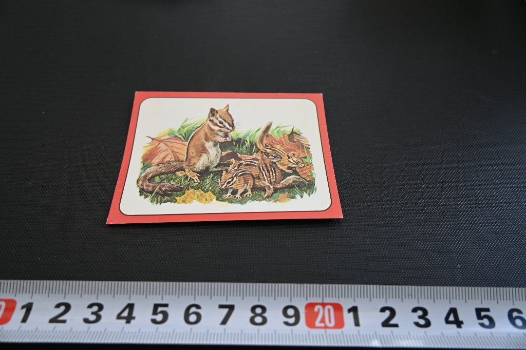 sticker panini baby zoo # 83 strip chipmunk, Ophalen, Zo goed als nieuw