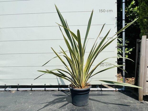 Phormium Tenax Variegata, Bloeit niet, 100 tot 250 cm, Volle zon, In pot