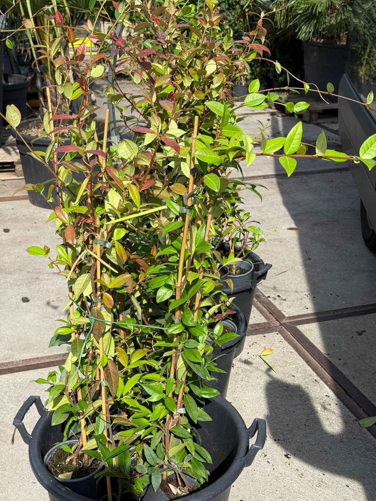 Toscaanse jasmijnen wit 100cm+ een takkers 5,95 ook partijen, Ophalen, Volle zon, Vaste plant, Klimplanten