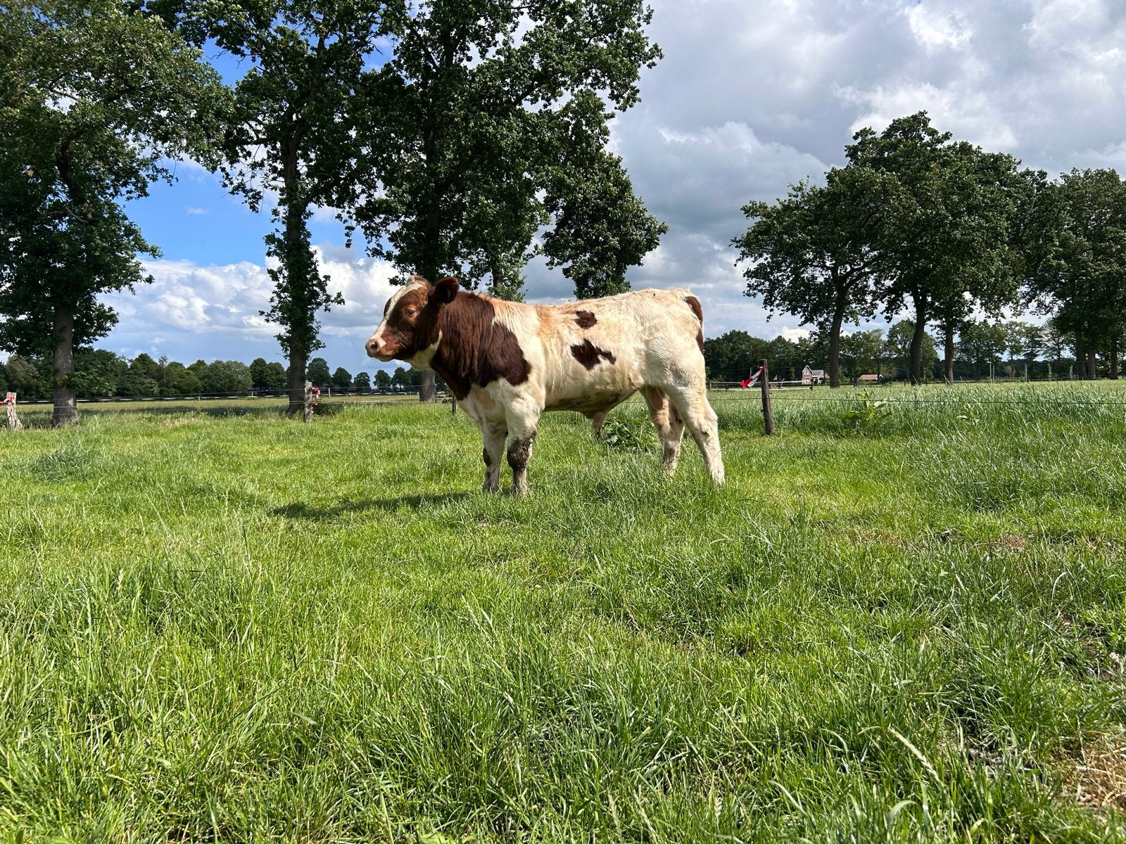 Te koop maine anjou stier, Dieren en Toebehoren, Runderen, Mannelijk