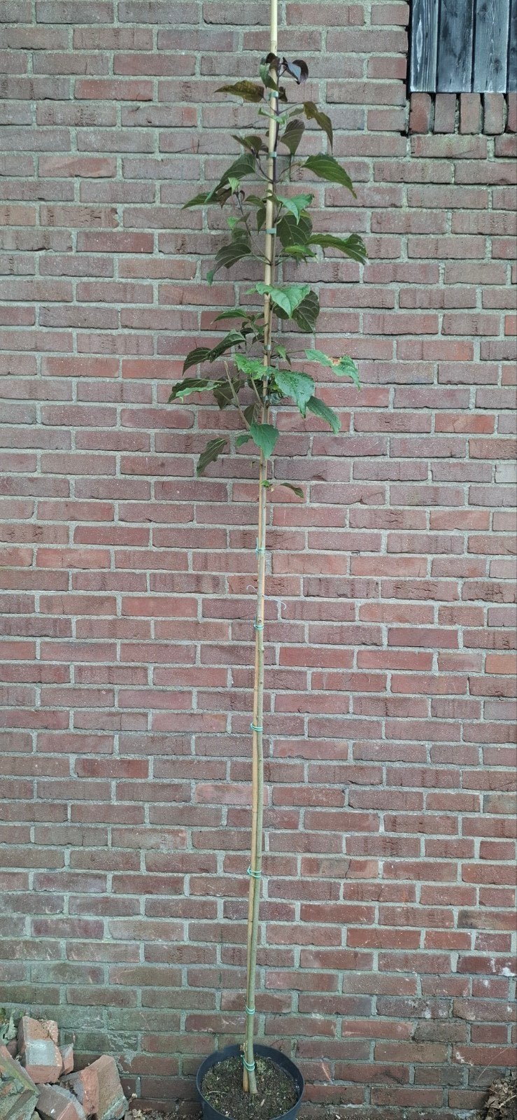 Clerodendrum trichotomum, pindakaasboom, Ophalen, Volle zon, Overige soorten