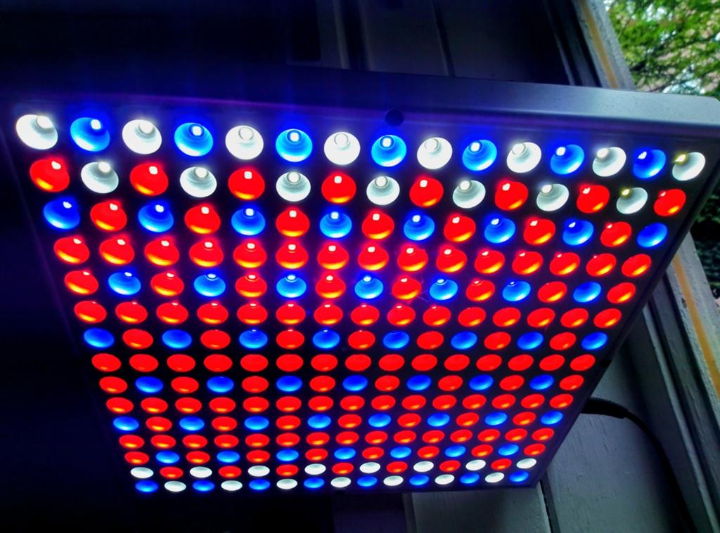 LED Grow Light 45 Watt, Ophalen of Verzenden, Nieuw
