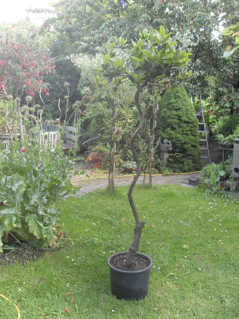 Laurier op gedraaide stam., Tuin en Terras, Planten | Bomen, Overige soorten, 100 tot 250 cm, Zomer, Ophalen