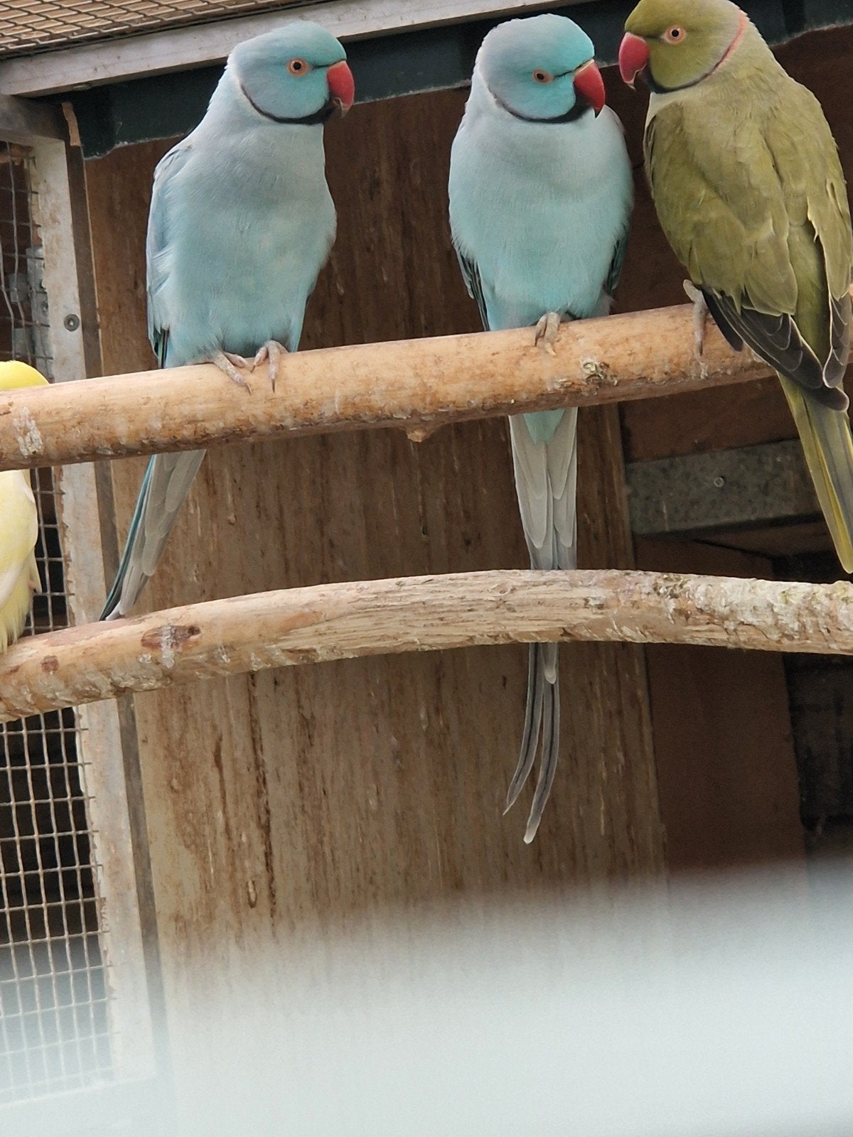 te koop halsbandparkiet man blauw en olijf split wkws, Dieren en Toebehoren, Mannelijk, Parkiet