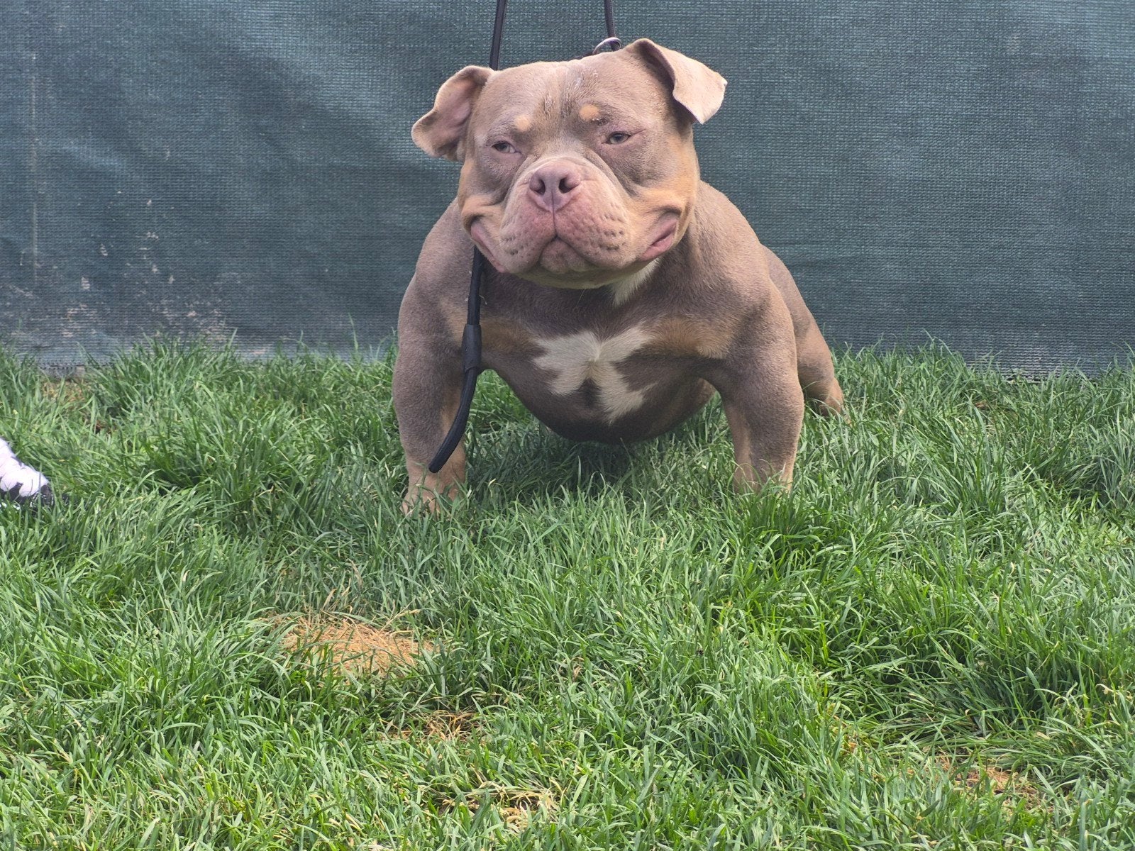american bully pocket dekreu, Dieren en Toebehoren, Reu, 1 tot 2 jaar, Parvo, Eén hond