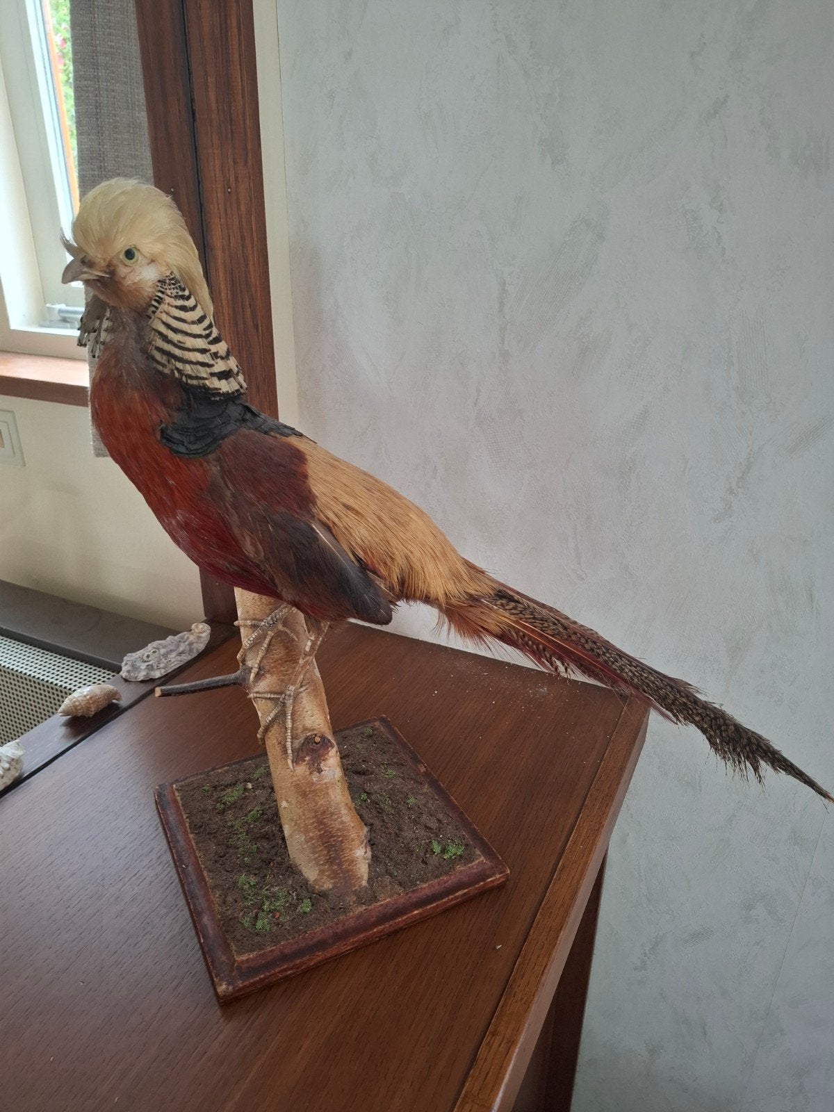 opgezette fazant, Ophalen, Gebruikt, Vogel, Opgezet dier