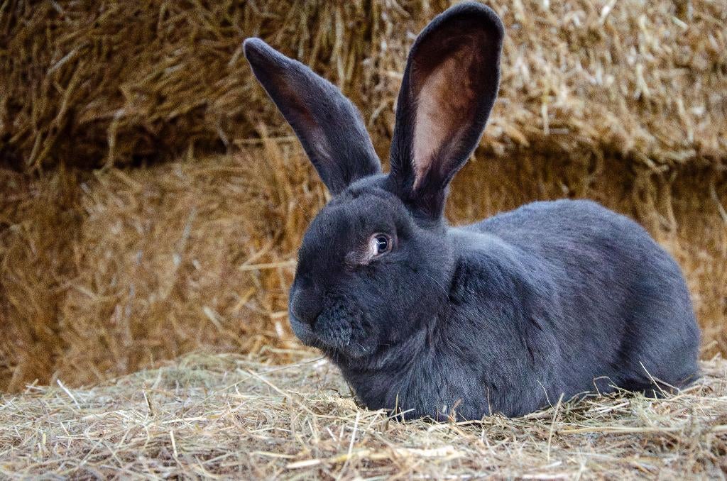 Mooie blauwe vlaamse reus dekram aangeboden, Mannelijk, Groot, 0 tot 2 jaar